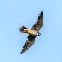 Hobby