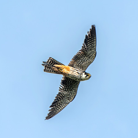 Hobby