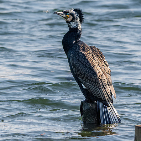Great cormorant