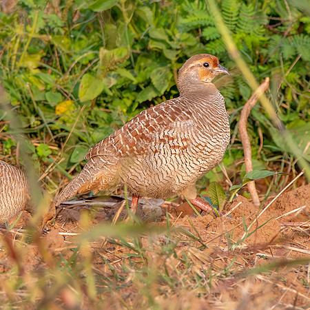 Grey francolin