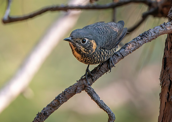 Chestnut bellied rock thrush