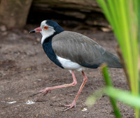 Long toed lapwing