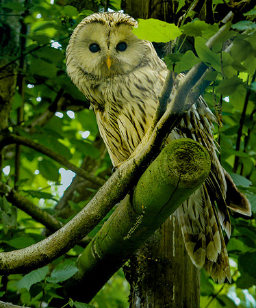Ural owl