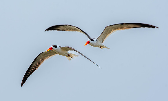 Indian skimmer