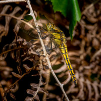 Black tailed skimmer