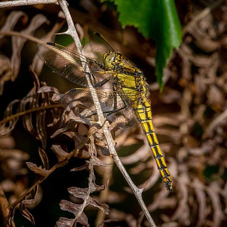 Black tailed skimmer