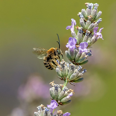 Honey bee