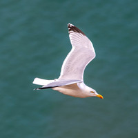Herring gull