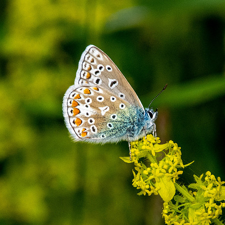 Common blue butterfly