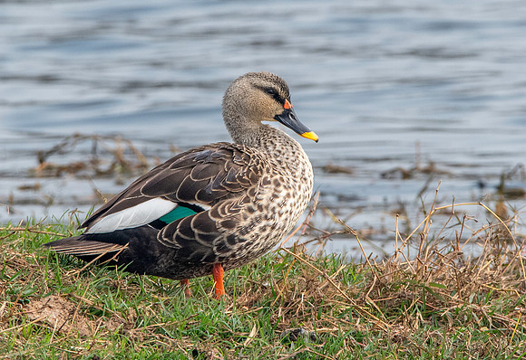 Spot billed duck