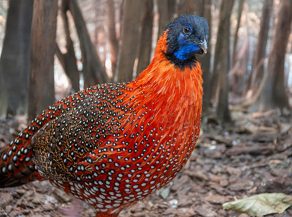 Satyr tragopan, male