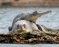 Gharials