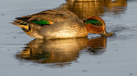 Common teal