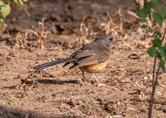 White rumped shama, female