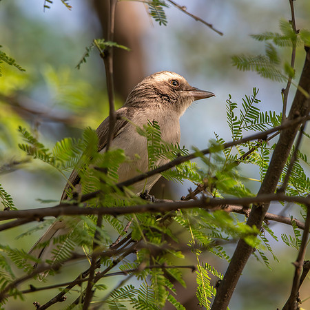 Common wood shrike