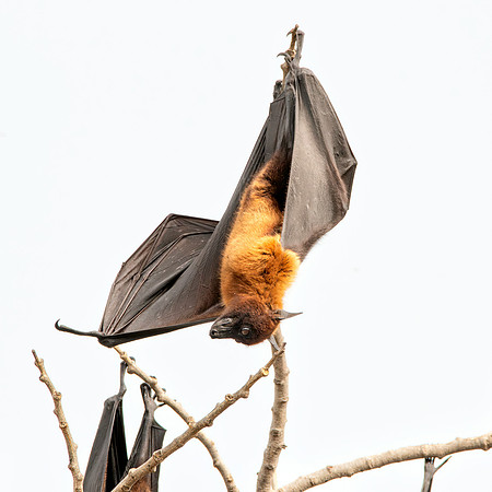 Indian Flying Fox