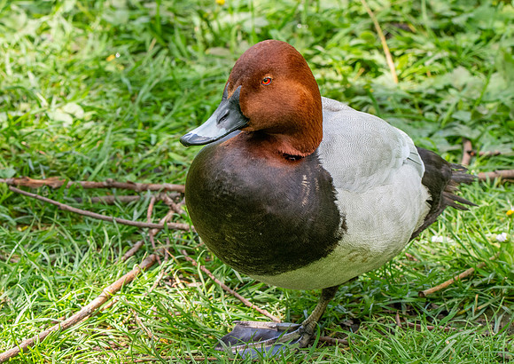 Common pochard