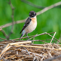 Siberian stonechat
