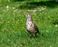 Mistle thrush