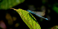 Azure bluet