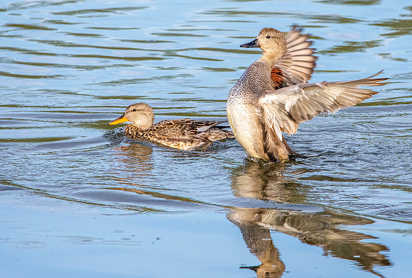 Gadwall, male & female.