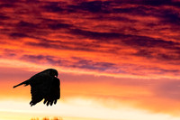 Marsh harrier