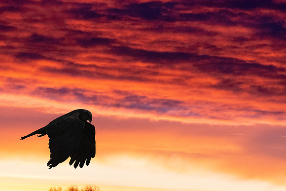 Marsh harrier