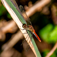 Ruddy darter