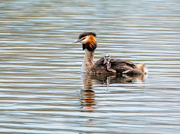 Great crested grebe