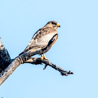 White eyed buzzard