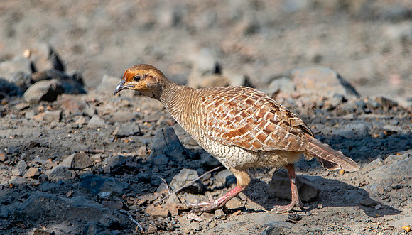 Grey francolin
