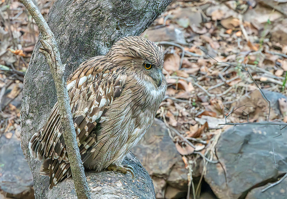Brown fish owl