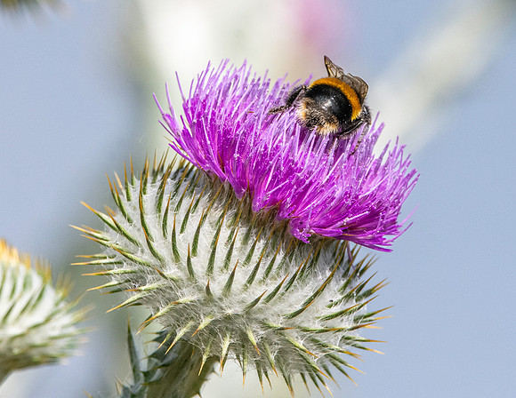 White tailed bee