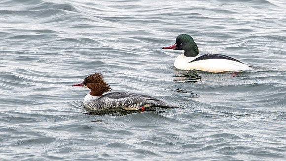 Goosander male & female