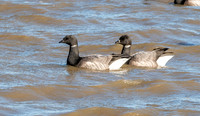 Brent goose