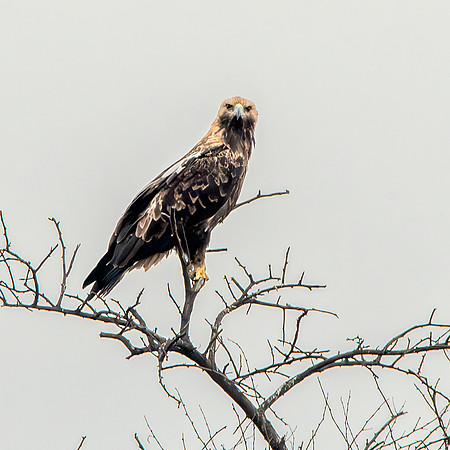 Booted eagle