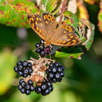Speckled wood