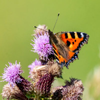 Small tortoiseshell