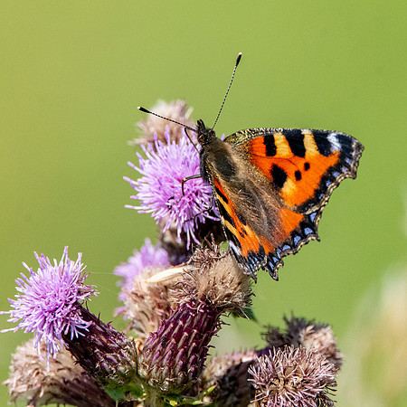 Small tortoiseshell