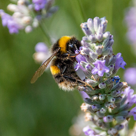 White tailed bee