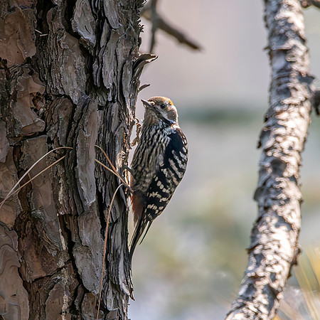 Female Brown fronted woodpecker