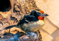 Black spotted barbet