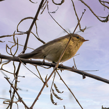 Brooks' leaf warbler