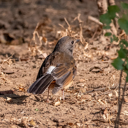 White rumped shama, female