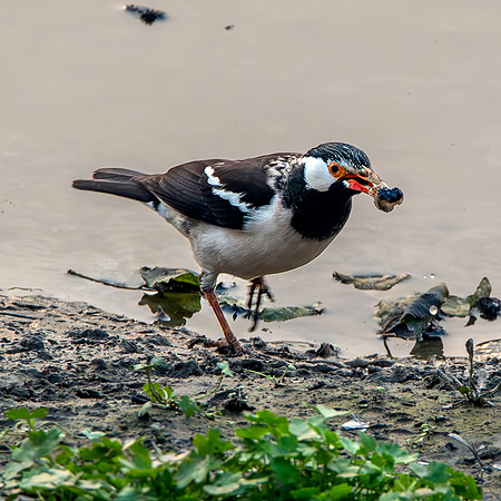 Indian pied starling / myna