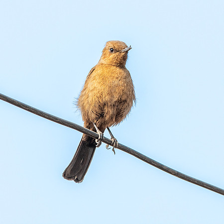 Brown rock chat