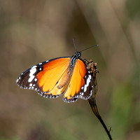 Plain tiger