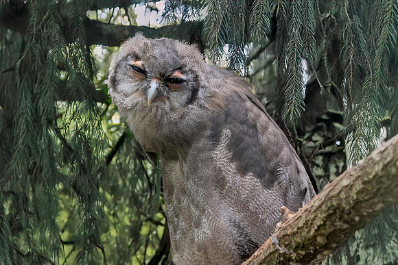 Verreaux's eagle owl