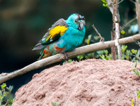 Golden shouldered parrot