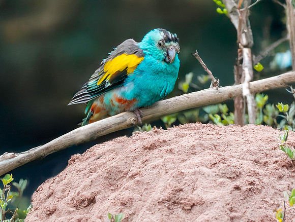 Golden shouldered parrot